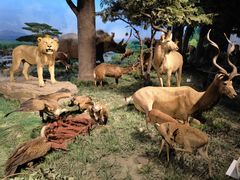 -国家自然博物馆