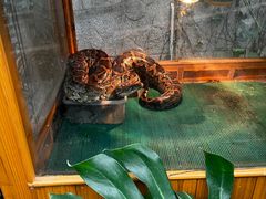 -上海大自然野生昆虫馆