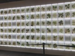 -广东中医药博物馆
