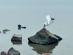 -深圳湾公园(南山区)