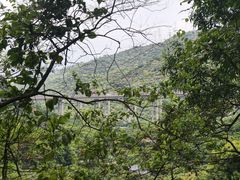 -东莞市大岭山森林公园