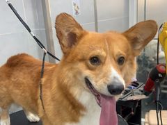 -宠福鑫康馨动物医院·骨科·眼科