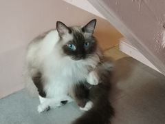 -猫儿山۰猫主题餐厅