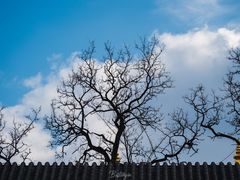 -护国法轮寺