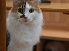 -是阿柴呀！柴犬咖啡·爱喵喵猫咖
