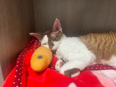 -爱派特动物医院·全科诊疗中心