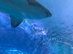 -瑞普利水族馆