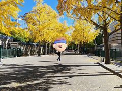 -三里屯东五街银杏大道