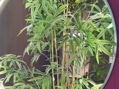 -7号院家宴.烧鸽子(门头沟店)