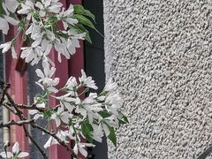 -武汉大学-樱园
