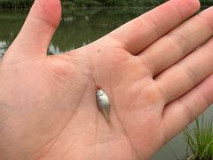 -两河城市森林公园