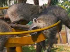 -西霞口神雕山野生动物世界