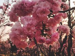 -天适樱花悠乐园