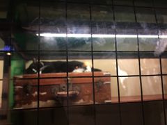 -猫咪博物馆(顶澳仔猫街店)