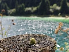 -武陵山森林公园