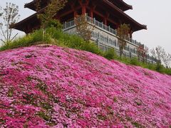 -古柏渡飞黄旅游区