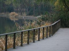 -新江湾城公园