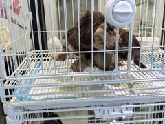 -萌宠之家·腊肠犬·马尔泰·小体犬舍