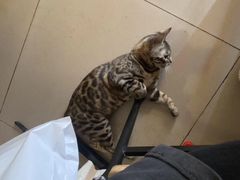 -Pets First伊珊娜洗护·精致美容·家庭式寄养(新会路店)