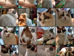 -喵喵咪呀布偶猫咖(春熙路店)
