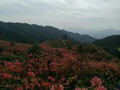 -大围山国家森林公园