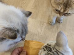 -有喵·猫咖·狗咖·30几只猫10只小狗(岗厦店)