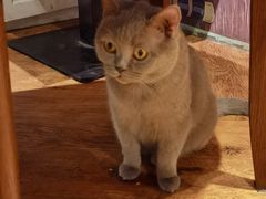 -猫小院猫主题餐厅(三里屯店)