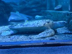 -太平洋海底世界