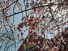 -桃花堤公园