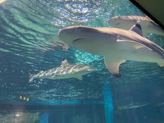 -福州罗源湾海洋世界旅游区