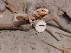 -上海大自然野生昆虫馆