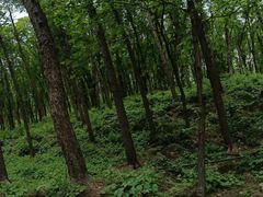 -鲁山国家森林公园