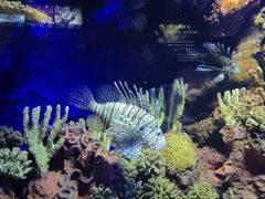 -上海海洋水族馆