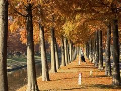 -黄海国家森林公园