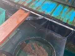 -蓝湾碧波·老字号·疍家非遗海上餐厅