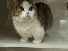 -青奢宠物·青奢猫舍