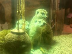 -正佳雨林生态植物园