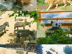 -西霞口神雕山野生动物世界