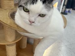 -喵园·猫主题咖啡厅·撸猫·猫咖(国贸店)