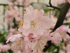 -高东镇樱花园