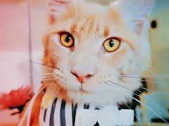 -70cat德文卷毛猫·缅因猫纯种猫舍