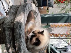 -喵屿·大理花园猫咖