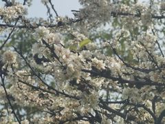 -白鹭洲公园