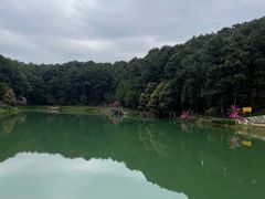 -铁山坪森林公园