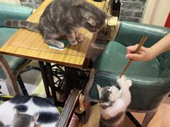 -猫色咖啡·猫咖