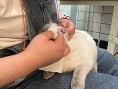 -猫大福·Fortune Cat猫舍(百子湾店)