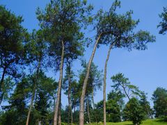 -铁山坪森林公园