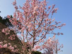 -广州市流溪河国家森林公园