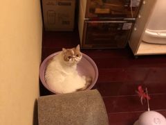 -猫大福·Fortune Cat猫舍(百子湾店)
