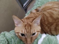 -汪喵宠物医院·骨科心脏影像·犬猫急重症ICU诊疗中心(成华分院)